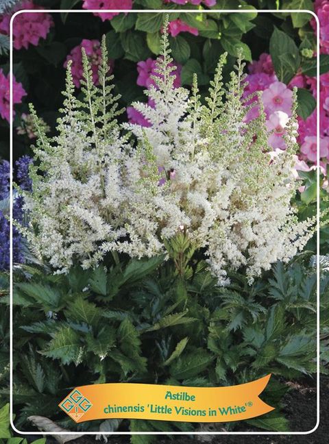 Astilbe chinensis 'Vision in White'