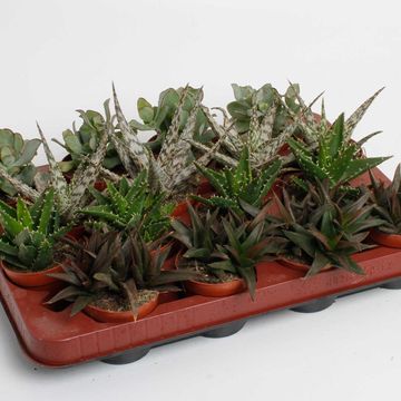 χυμώδη φυτά MIX