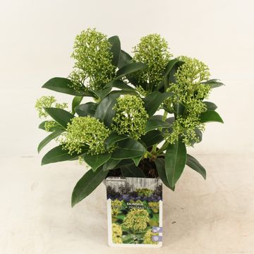 Skimmia japonica 'Fragrant Cloud'