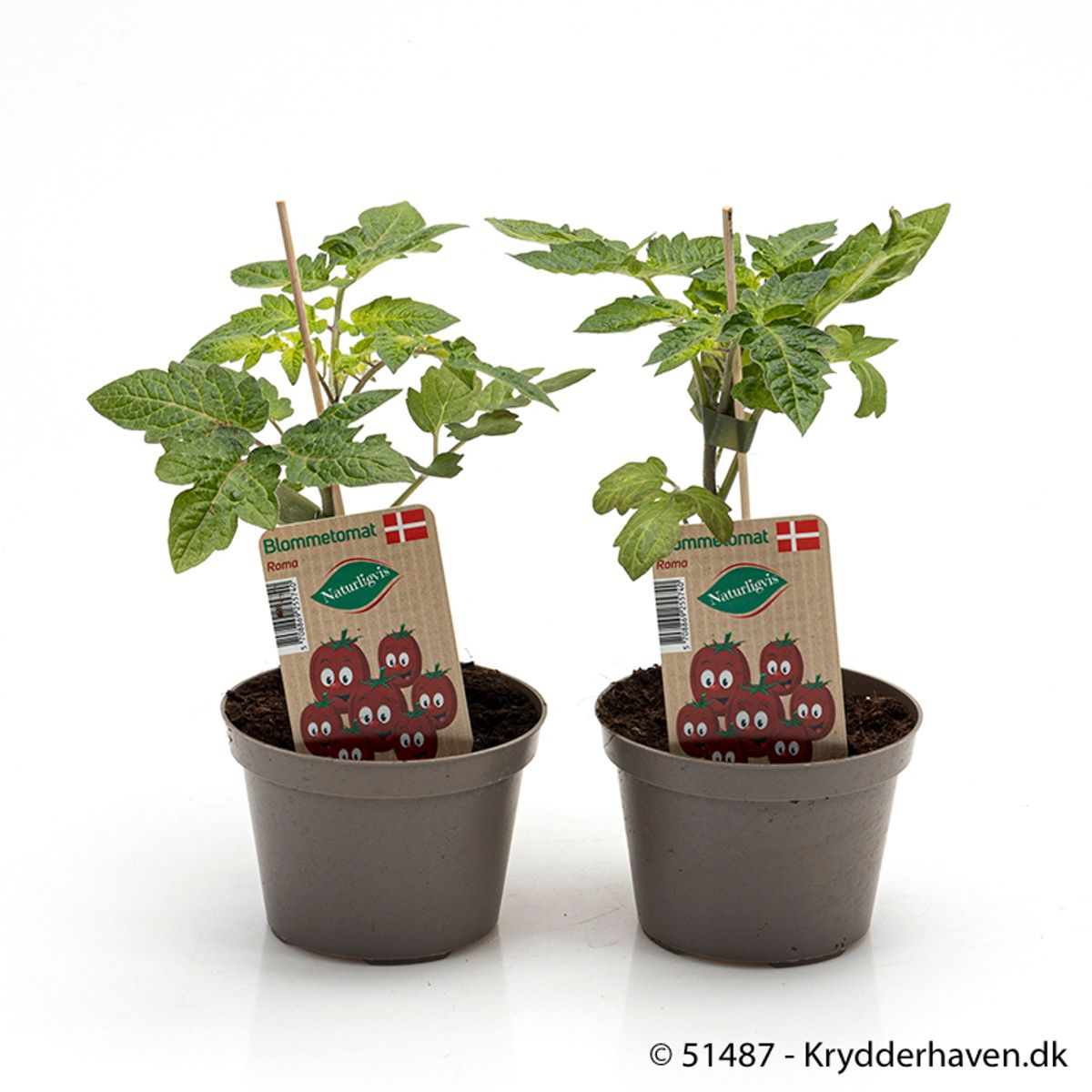 Solanum lycopersicum 'Roma'  Plant Wholesale FlorAccess