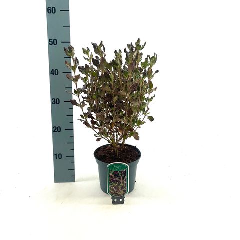 Coprosma repens PACIFIC NIGHT