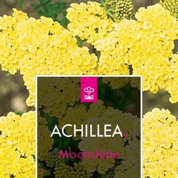 Achillea 'Moonshine'