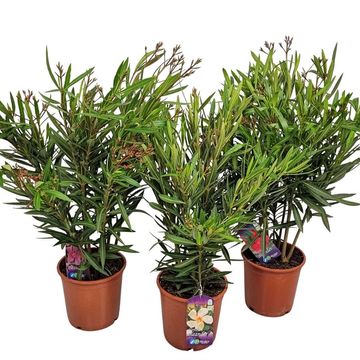 Nerium oleander MIX