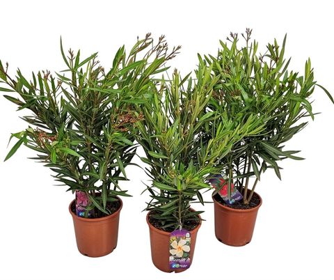 Nerium oleander MIX