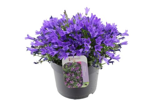 Campanula portenschlagiana CAMPALA IRIS