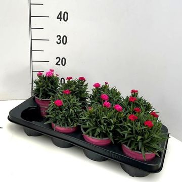 Dianthus caryophyllus 'Peman'