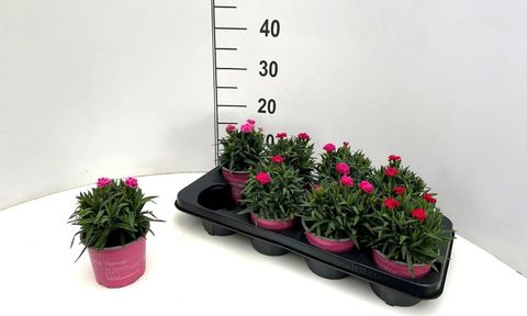 Dianthus caryophyllus 'Peman'