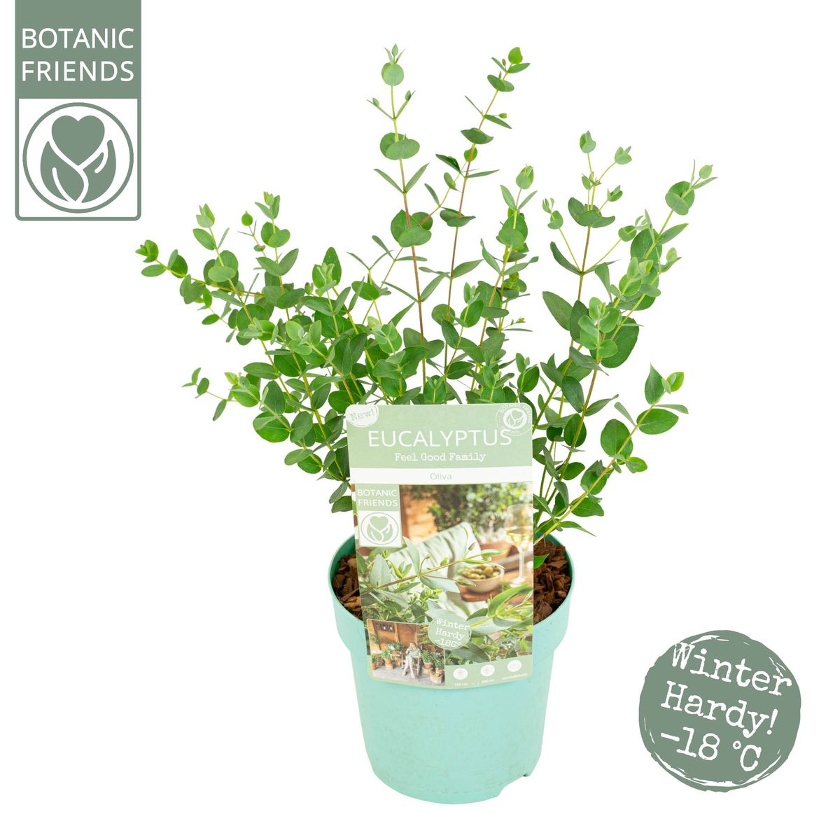 Eucalyptus parvifolia 'Oliva' — Plant Wholesale FlorAccess