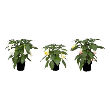 Brugmansia MIX