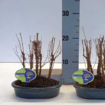 Metasequoia glyptostroboides