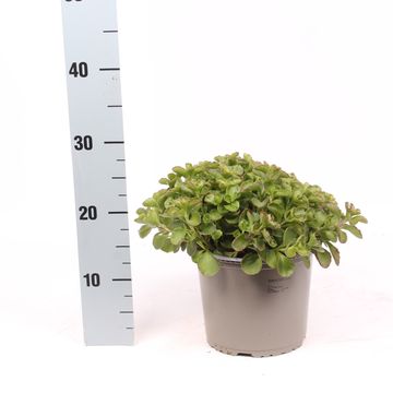 Sedum spurium 'Purple Winter'