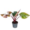 Philodendron 'Red Anderson'