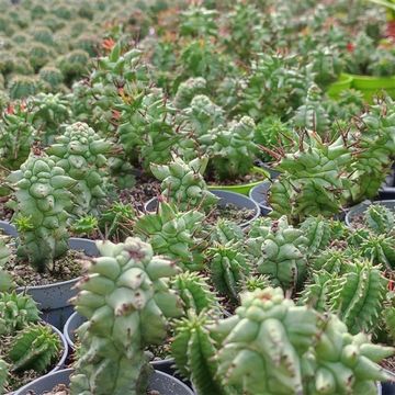 Euphorbia horrida monstruosa
