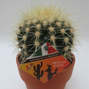 Echinocactus grusonii