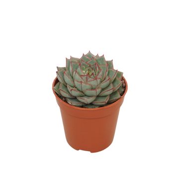 Echeveria 'Fabiola'