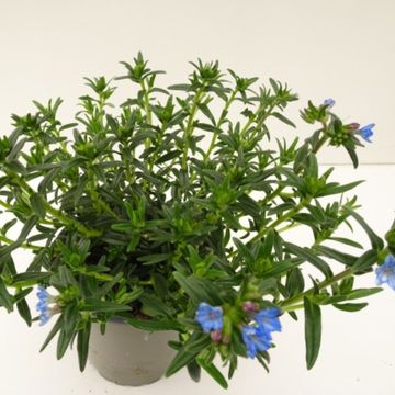 Lithodora diffusa