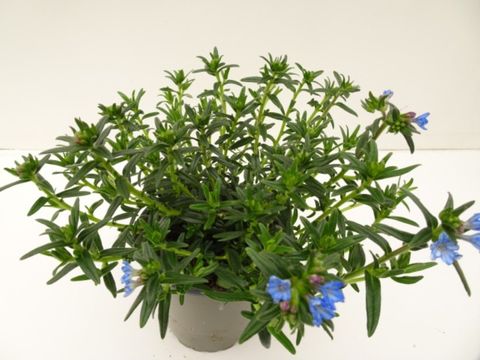 Lithodora diffusa