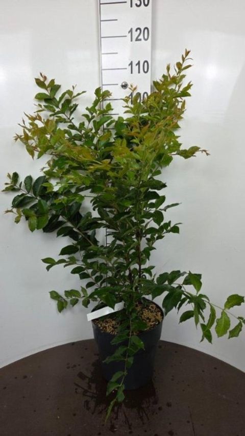 Lagerstroemia 'Muskogee'