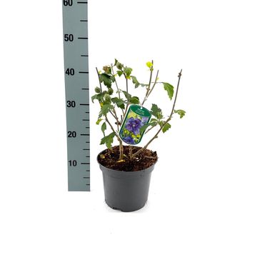 Hibiscus syriacus BLUE CHIFFON