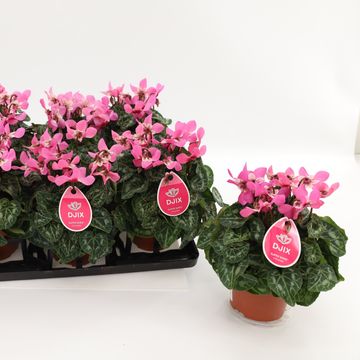 Cyclamen persicum SUPER SERIE DJIX SALMON WITH EYE