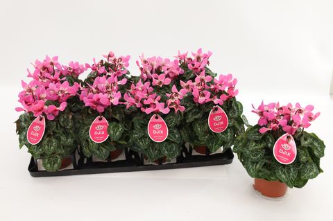 Cyclamen persicum SUPER SERIE DJIX SALMON WITH EYE