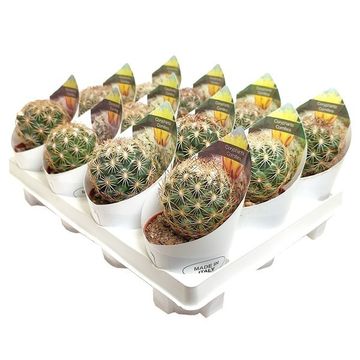 Coryphantha cornifera