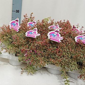 Abelia x grandiflora SWIRLEY BELLS