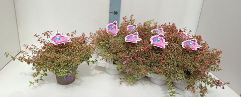 Abelia x grandiflora SWIRLEY BELLS