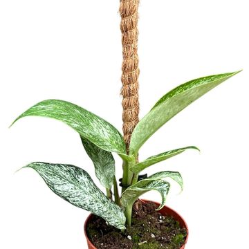 Rhaphidophora elliptica 'Mint'