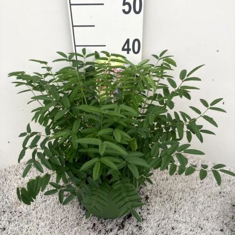 Sanguisorba officinalis 'Tanna'