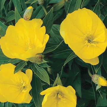 Oenothera macrocarpa