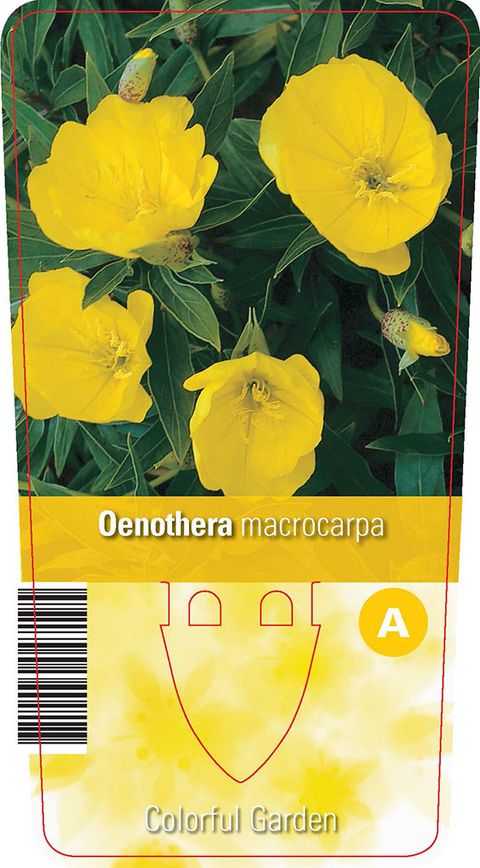 Oenothera macrocarpa