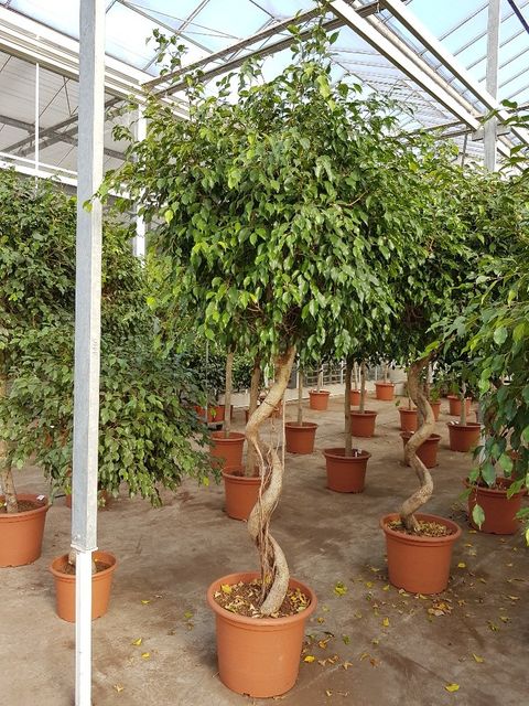 Ficus benjamina 'Exotica'