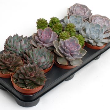 Echeveria MIX