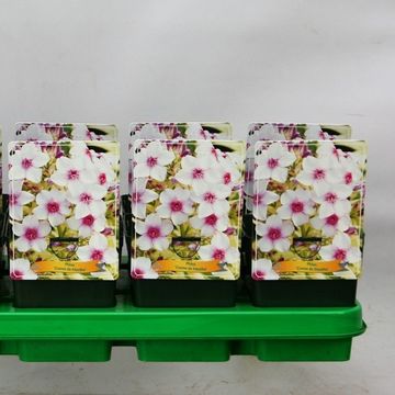 Phlox 'Crème de Menthe'