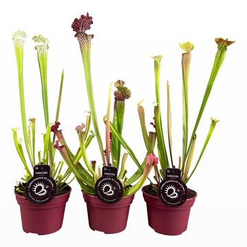 Sarracenia MIX