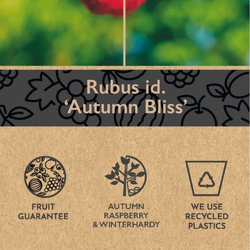 Rubus idaeus 'Autumn Bliss'