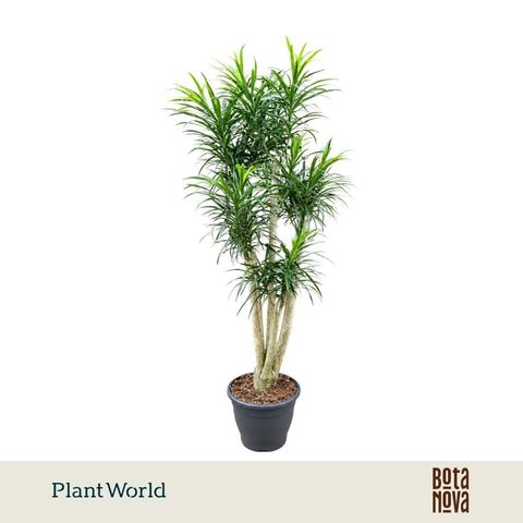 Dracaena reflexa 'Anita'