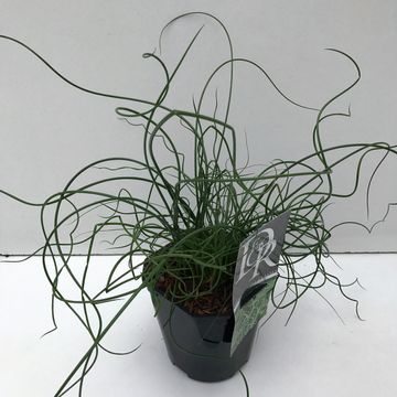 Juncus effusus spiralis