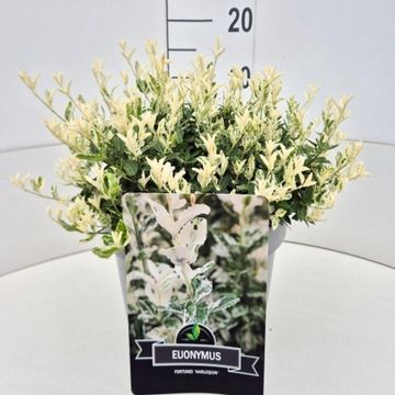 Euonymus fortunei 'Harlequin'