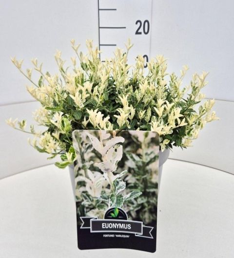 Euonymus fortunei 'Harlequin'