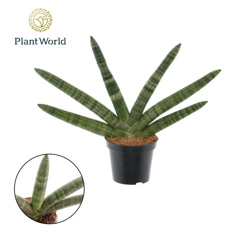 Sansevieria cylindrica 'Skyline'