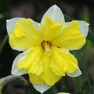 Narcissus 'Cassata'