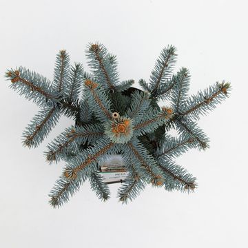 Picea pungens 'Hoopsii'