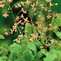 Epimedium pubigerum 'Orangekönigin'