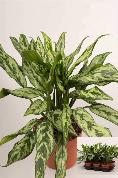 Aglaonema 'Miss Juliette'