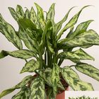 Aglaonema 'Miss Juliette'