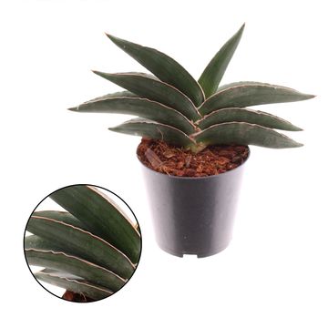 Sansevieria ehrenbergii 'Samurai'