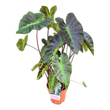 Colocasia 'Hybrid Solar Mirror'