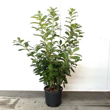 Prunus laurocerasus 'Novita'